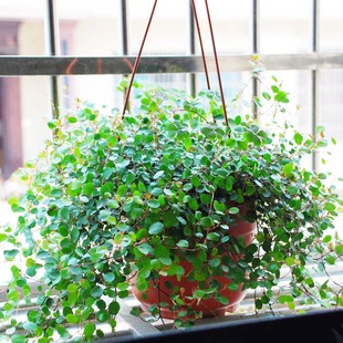 净化空气室内阳台盆栽，植物千叶吊兰新房的绿色，清新又叫婚纱吊兰