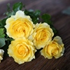 微型阳台月季贝壳月季花苗阳台盆栽庭院玫瑰黄色品种小苗