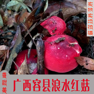 广西容县天然野生红菇孕妇月子小红蘑菇红椎菌干货香菇250克