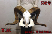 藏区真羊头头骨工艺品标本装饰品 天然牦牛羊头壁挂家居摆件