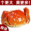 大闸蟹公蟹3.2-3.7两鲜活螃蟹，海鲜水产江苏苏州大闸蟹，单只装