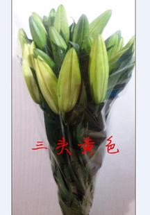 上海直批助农鲜切花束发黄粉白色香水百合，室内家居水养非盆栽花卉