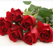 晴天月季园情人节红玫瑰花 卡罗拉 鲜花 切花月季 大花浓香