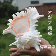 大海螺大贝壳天然千手螺，海螺摆件天然大海螺饰品鱼缸造景装饰品