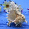 天然白菊花螺 大海螺贝壳摆件 海边旅游工艺品 鱼缸造景 收藏