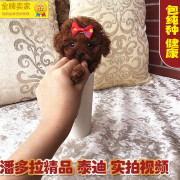 潘多拉泰迪犬 宠物幼犬 泰迪熊犬 贵宾犬 红茶杯 棕红贵宾