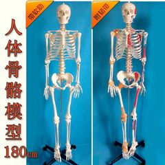 人体骨骼模型170cm医学美术瑜伽小白骷髅教学全身脊椎骨架瑜伽