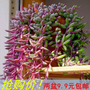 紫弦月多肉植物紫玄月多肉吊兰佛珠花卉盆栽办公室防辐射珍珠吊兰