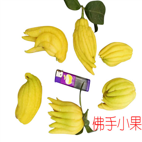 金佛手