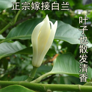 白兰花盆栽花卉观植物室内阳台庭院黄兰多季开花芳香型白兰花带花