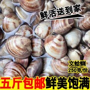 海鲜水产鲜活文蛤野生贝类海蛤蜊新鲜黄(新鲜黄)蛤蜊大文蛤蜊海蛤蜊