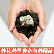 双孢菇 鸡腿菇有机营养土栽花土 种菜土泥土泥炭土 松软透气500g