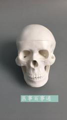 小型头骨模型 骷髅模型 仿真人头骨模型头颅骨模型美术绘画
