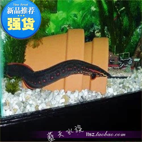 【蓝天水族】热带鱼观赏鱼火龙鱼火鳗红纹刺鳅