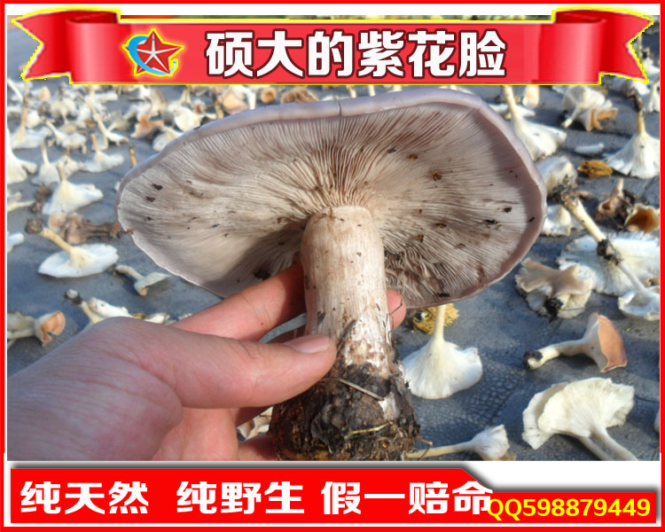 内蒙古呼伦贝尔产 纯野生 紫花脸蘑菇 干货 25