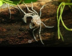 到货啦 观赏蟹宠物蟹 迷你蜘蛛蟹 除涡虫 虾缸除