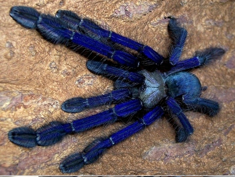 新加坡蓝捕鸟蛛 新蓝 宠物蜘蛛 足展3厘米 捕鸟