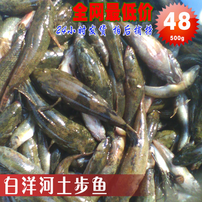 湖南特产 白洋河土步鱼,塘鳢鱼,虎头呆子虎头鲨 2斤包邮 送食材