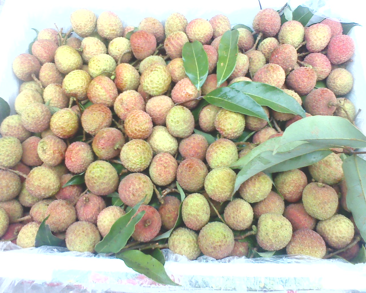 新鲜荔枝妃子笑白糖罂 批发 美容好吃营养 10斤