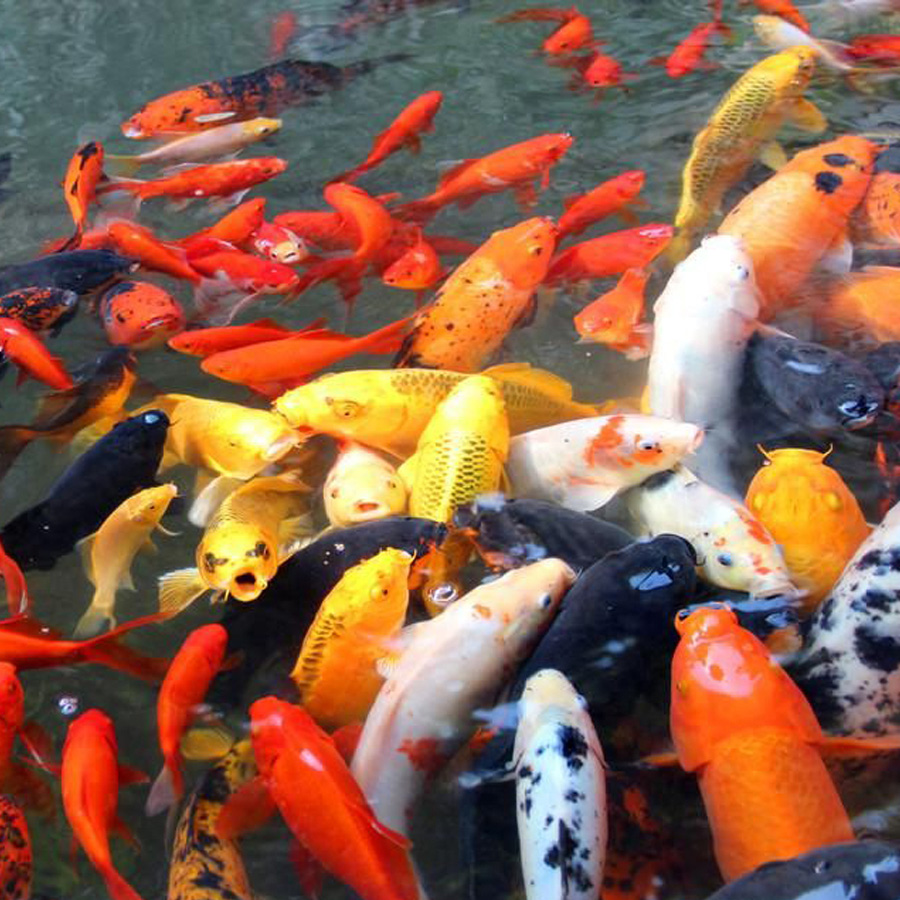 天赐渔具正品武汉天元北方南方夏季冬季鲤鱼配