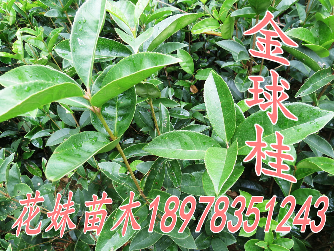 花妹苗木/八月桂/金桂/金球桂