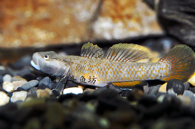 桂花吻虾虎鱼 冷水鱼 观赏鱼 原生鱼 冬天不用加