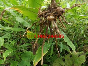 洋荷 苗 种根 种子 红阳荷 洋火莲花姜12棵或四