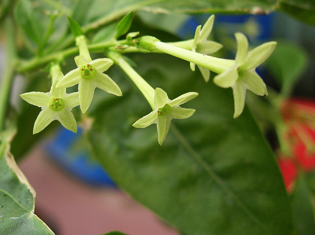 木本夜来香成苗,夜香树洋素馨洋丁香花特香浓,夏天多次开花