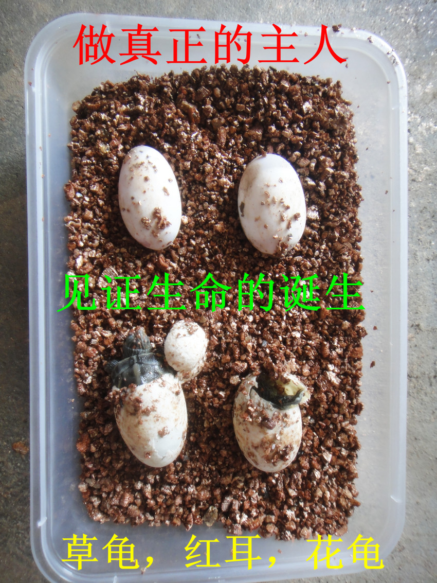 乌龟蛋孵化珍珠龟蛋花龟蛋4个装(7天见苗)送孵
