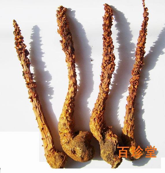 吉之峰 长白山【不老草】 草苁蓉 15厘米/根 3元 列当