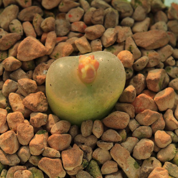 番杏科 毛汉尼 马哈尼 小苗 0.8-1CM之间果冻色