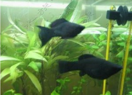 双冠信誉~热带鱼 观赏鱼 黑玛丽 黑球 小型鱼鱼