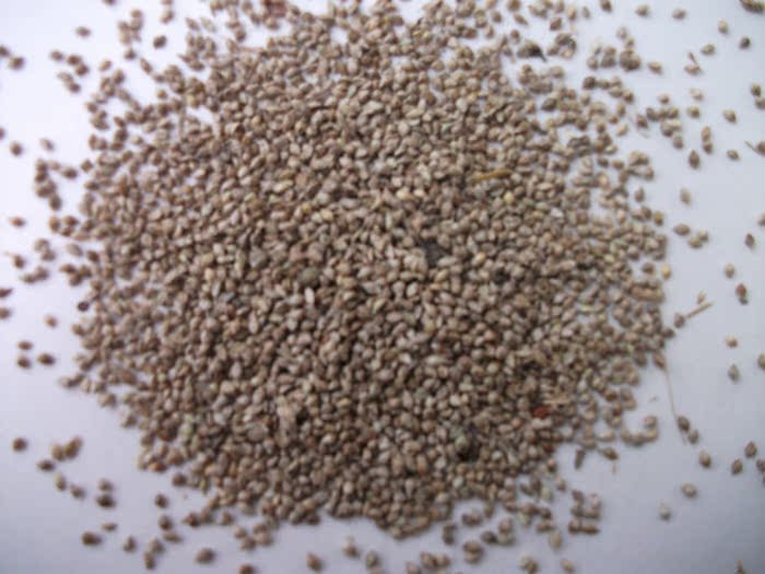 2014年天然野生稗子/草种子/草籽 蛋白质高 500g