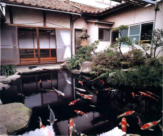 北京天津专业锦鲤鱼池设计 鱼池改造 过滤池设