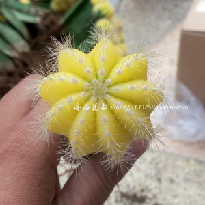 海西花都 黄银冠 仙人球 仙人掌嫁接办公室防辐