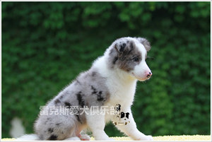 赛级双血统边牧\/边境牧羊犬幼年犬畜牧犬蓝陨