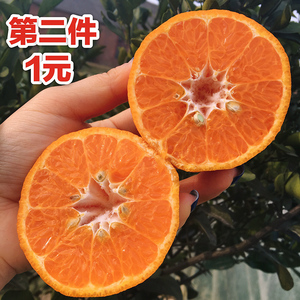 衢州椪柑农家柑橘芦柑丑的桔子橘子非丑八怪1