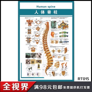医学骨科挂图 人体脊柱挂图 脊椎解剖图 人体结