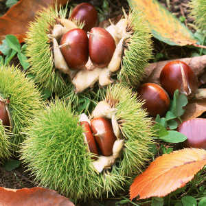 黄冈馆湖北大别山特产特级罗田板栗坚果生鲜板