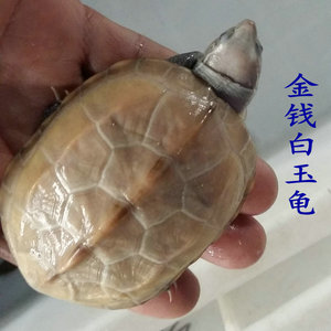 包邮白玉龟8~10cm金线龟白乌龟透明乌龟草龟