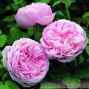 藤欧月进口奥斯汀藤本月季 自由精神月季花植