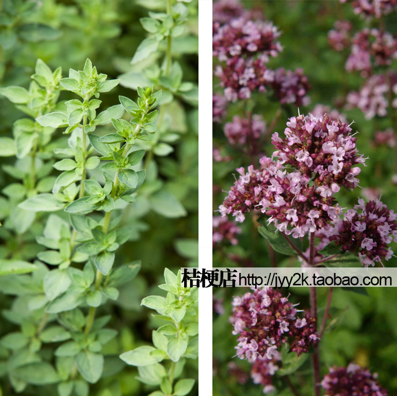 甜牛至种子 (野马郁兰) 披萨草 奥勒岗Oregano 香草香料蔬菜种子|一淘网优惠购|购就省钱