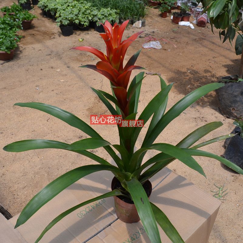 凤梨花\/红运当头\/净化空气凤梨室内花卉吸收甲