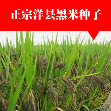 洋县黑米种子送种植说明 黑米水稻 黑糯米种子