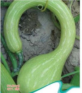 龙凤瓜 南瓜 种子春播易种阳台盆栽蔬菜瓜水果