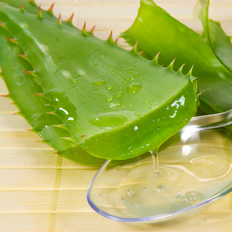 库拉索芦荟苗 洗脸美容祛痘 芦荟叶子 1.8一片