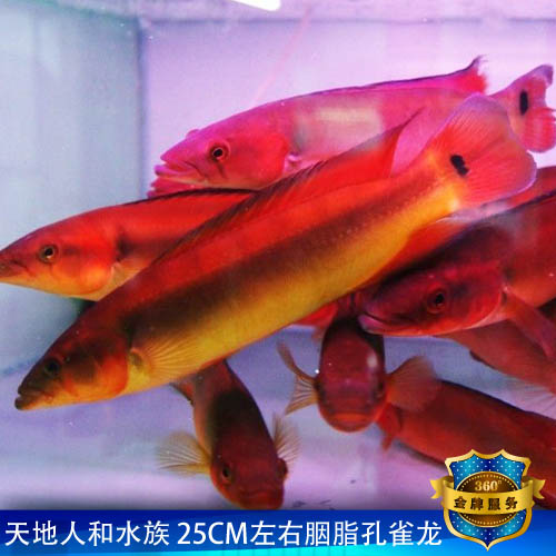 胭脂孔雀龙 大型鱼混养配红龙鱼缸 热带观赏鱼