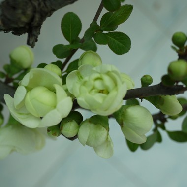 庭院盆栽 观花植物 过年开花的 绿海棠 白海棠 海棠花 净化空气