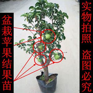 红肉苹果苗苹果树苗嫁接苗红富士南方北方种植