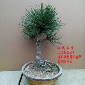 精品微型锦松盆景树桩实物 锦松盆景老桩造型